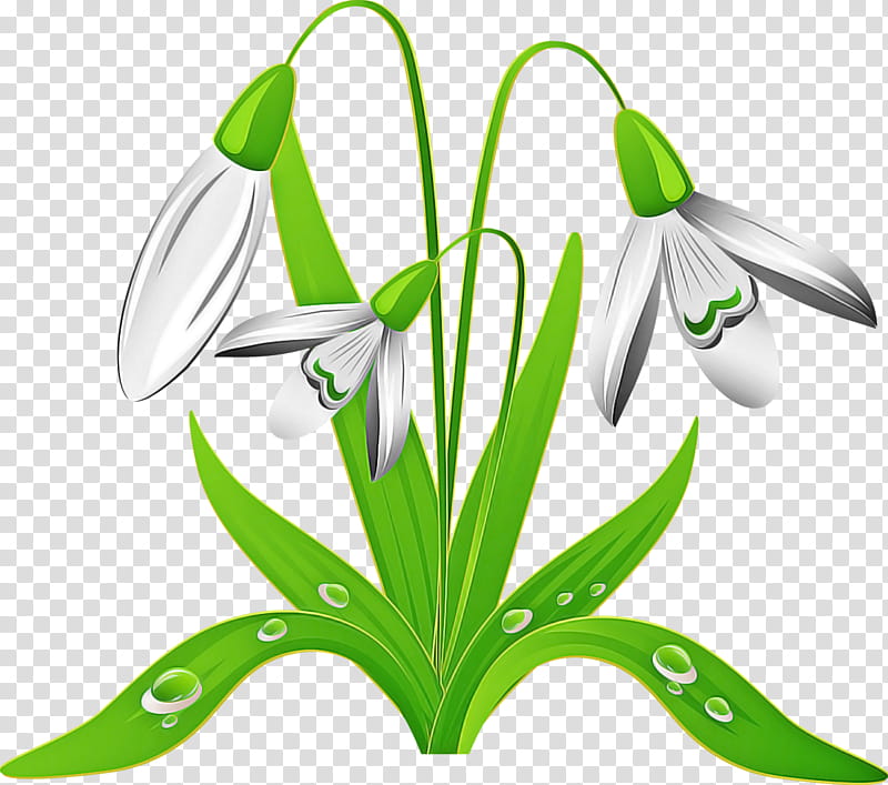 flower galanthus snowdrop plant green, Leaf, Summer Snowflake, Amaryllis Family, Crinum, Petal transparent background PNG clipart