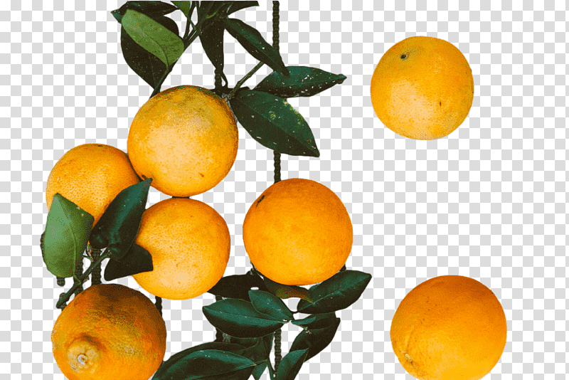 Orange, Rangpur, Calamansi, Tangerine, Meyer Lemon, Bitter Orange, Grapefruit transparent background PNG clipart