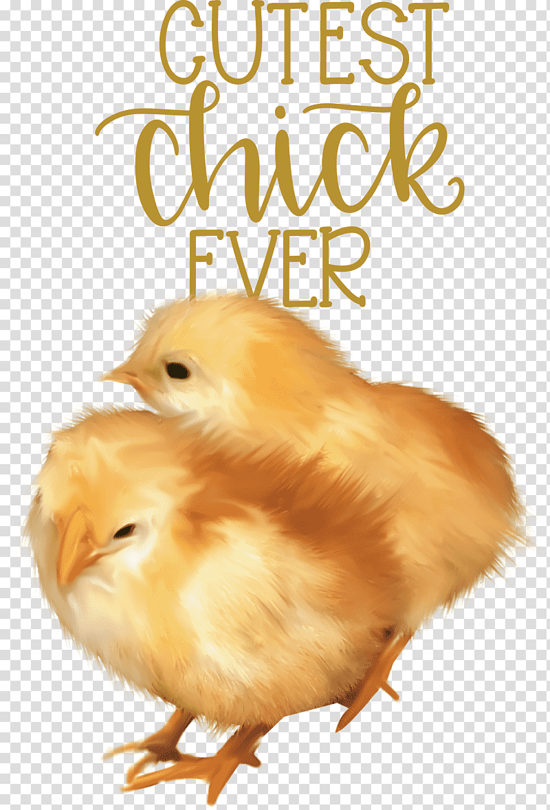 Happy Easter Cutest Chick Ever, Landfowl, Chicken, Beak, Meter, Science, Biology transparent background PNG clipart