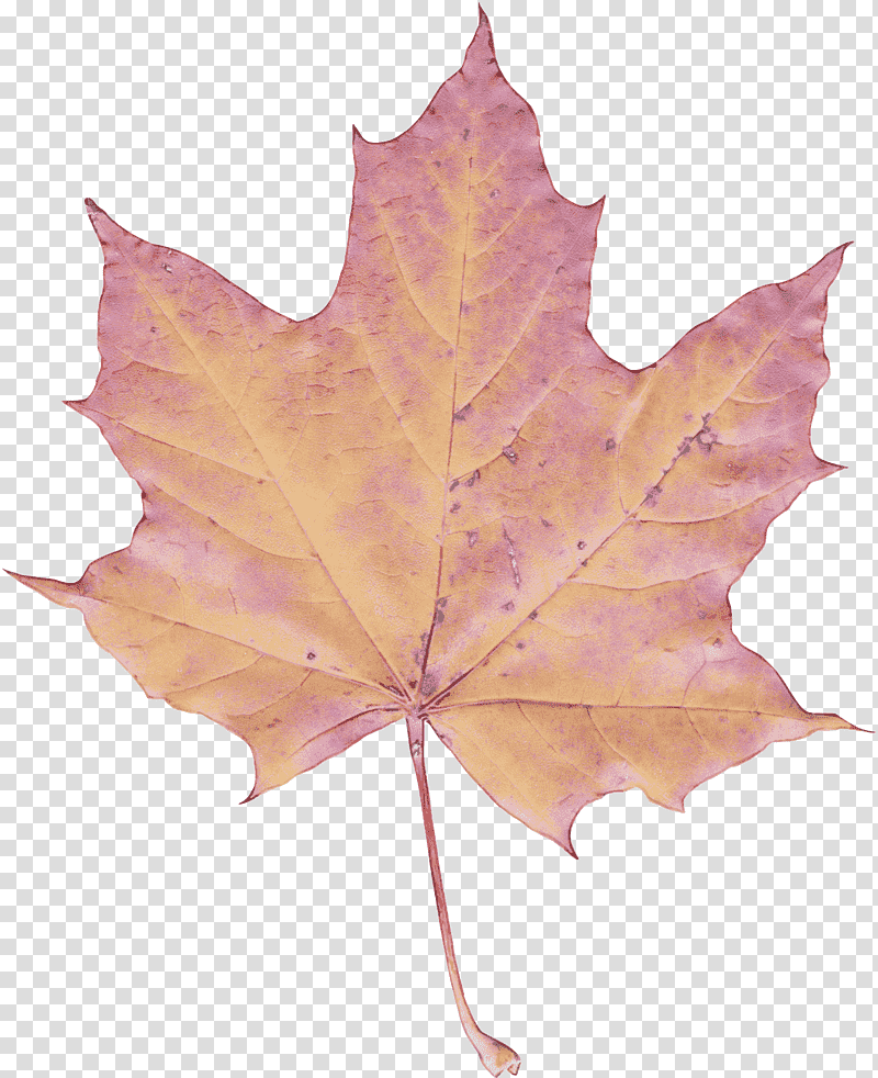 leaf maple leaf / m maple tree plant, Maple Leaf M, Science, Biology, Plant Structure transparent background PNG clipart