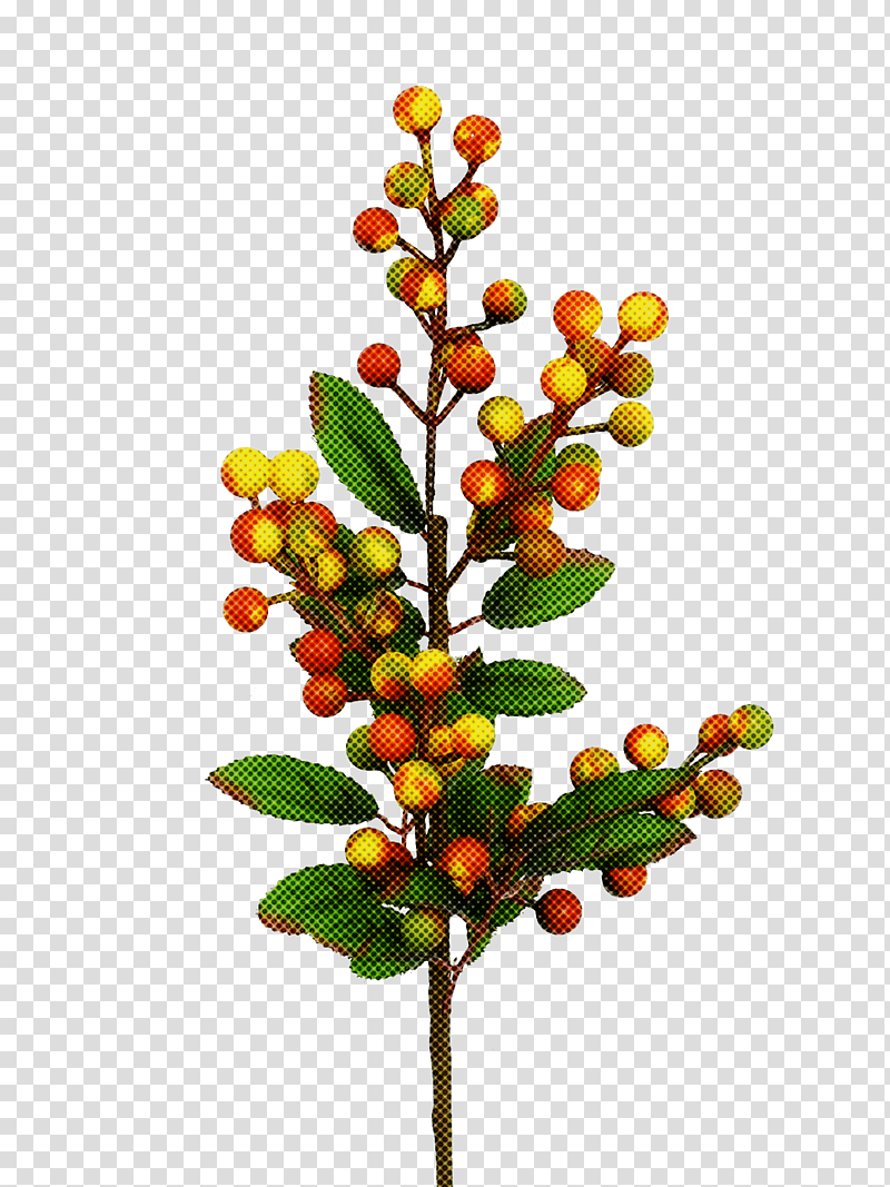 chokeberry tree barry m transparent background PNG clipart