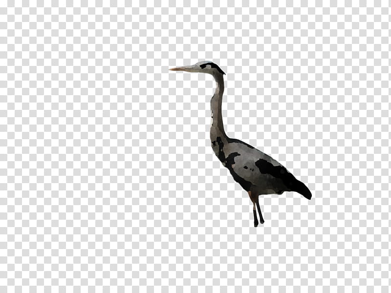 Feather, Ibis, Birds, Water Bird, Beak, Wader, Zhiyun Crane V2 Gimbal Stabilizer, Biology transparent background PNG clipart