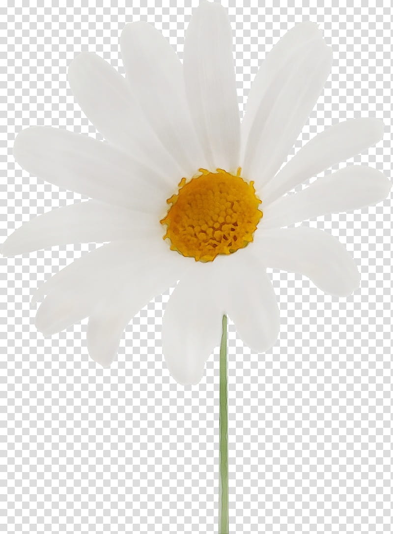 oxeye daisy chrysanthemum transvaal daisy plant stem marguerite daisy, Gerbera, Autumn Flower, Watercolor, Paint, Wet Ink, Roman Chamomile, Petal transparent background PNG clipart