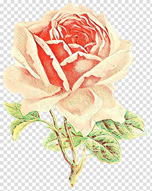 Flower Art Watercolor, Garden Roses, Drawing, Floral Design, Cabbage Rose, Floribunda, Pink, Hybrid Tea Rose transparent background PNG clipart