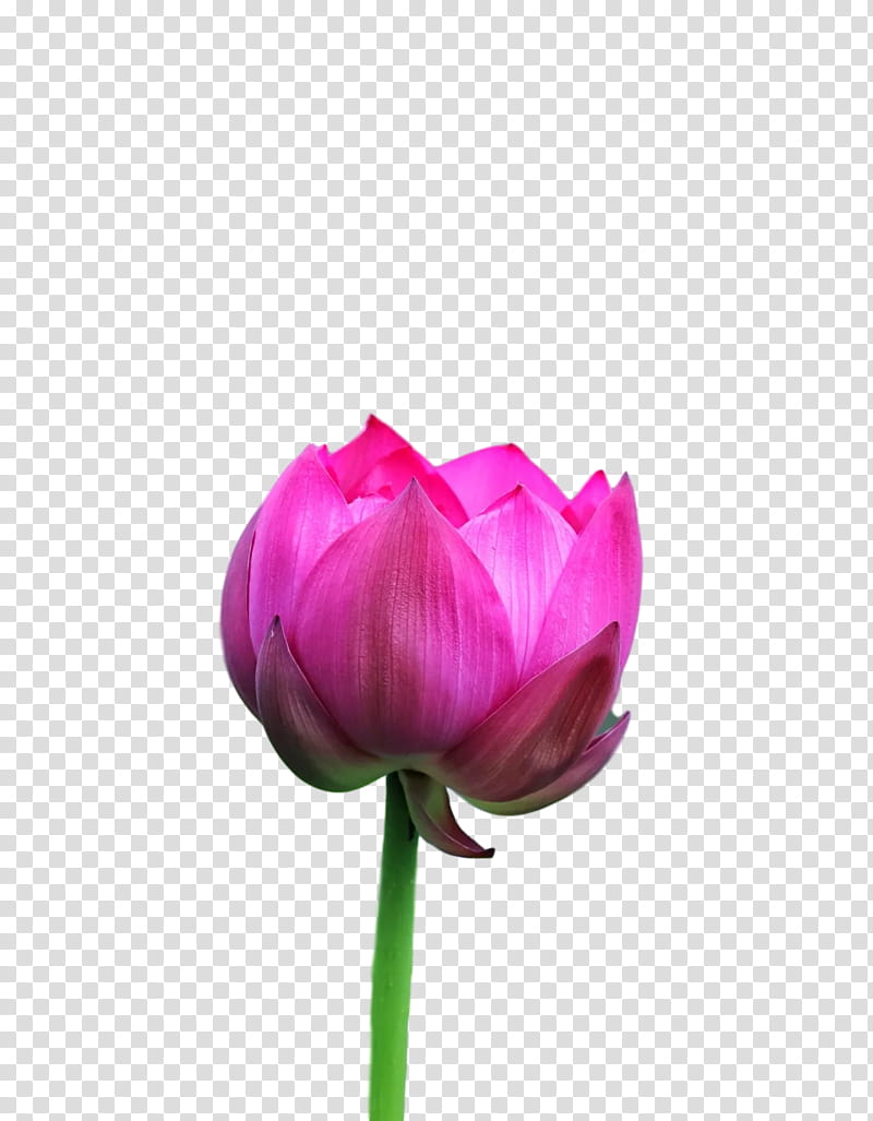 Lotus Flower Summer Flower, Tulip, Plant Stem, Cut Flowers, Bud, Petal, Purple, Closeup transparent background PNG clipart