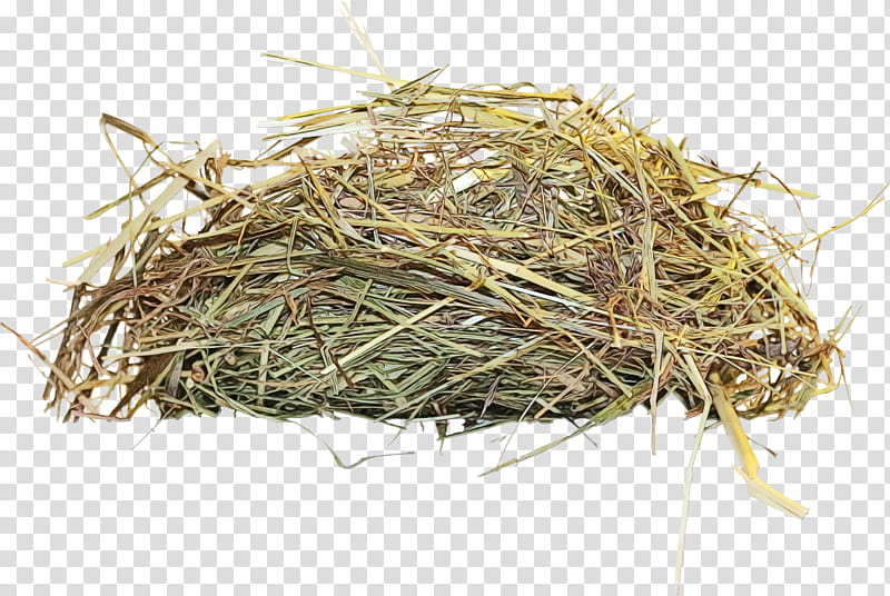 bird nest nest grass plant hay, Watercolor, Paint, Wet Ink, Twig transparent background PNG clipart