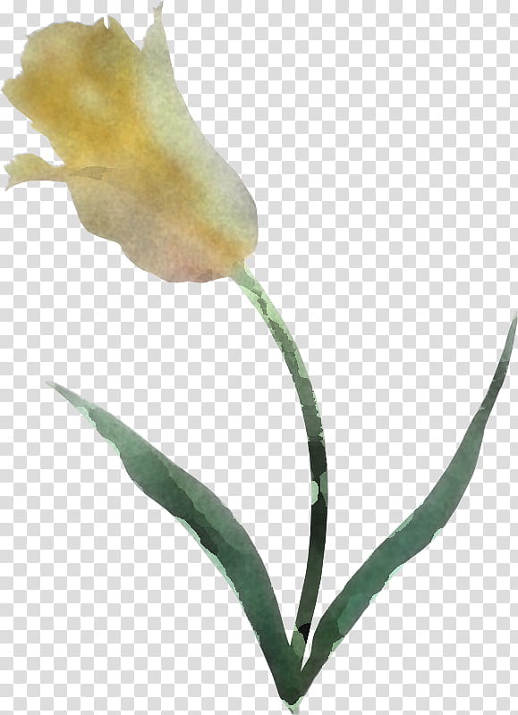 flower plant pedicel plant stem tulip, Anthurium, Arum Family transparent background PNG clipart