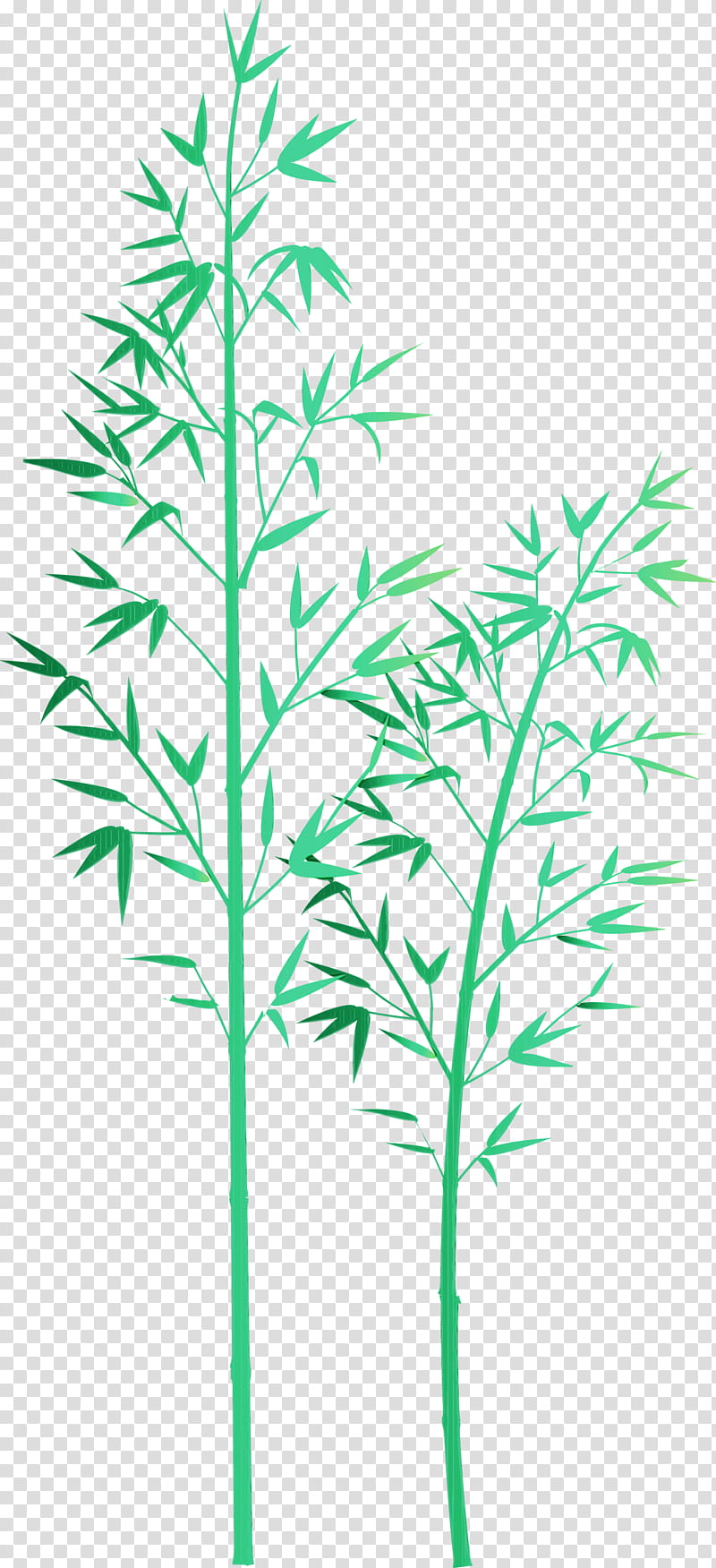 plant leaf plant stem flower grass family, Bamboo, Watercolor, Paint, Wet Ink, Heracleum Plant transparent background PNG clipart