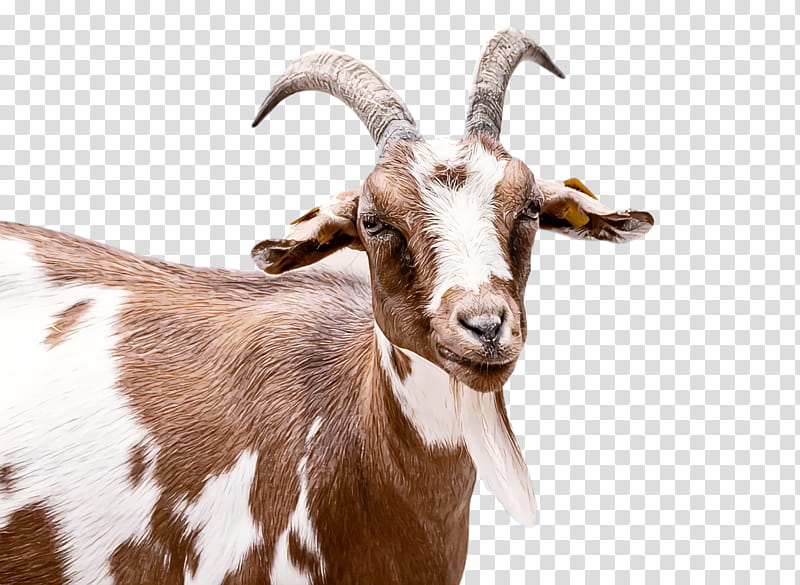 goat feral goat feral snout transparent background PNG clipart
