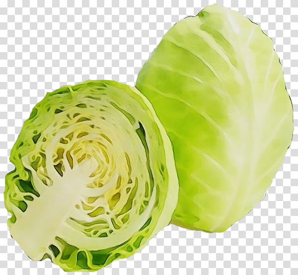 cabbage iceburg lettuce vegetable leaf vegetable wild cabbage, Watercolor, Paint, Wet Ink, Savoy Cabbage, Plant, Food, Flower transparent background PNG clipart