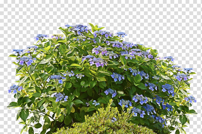 spring flower spring floral flowers, Plant, Blue, Bengal Clockvine, Duranta, Tree, Lobelia, Periwinkle transparent background PNG clipart