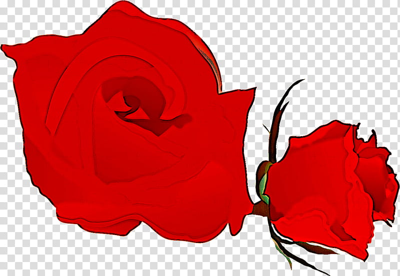 two flowers two roses valentines day, Red, Garden Roses, Carmine, Rose Family, Plant, Petal, Rose Order transparent background PNG clipart