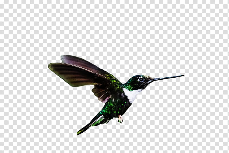 bird, Hummingbird, Beak, Wing, Carpenter Bee, Coraciiformes, Pollinator, Rubythroated Hummingbird transparent background PNG clipart