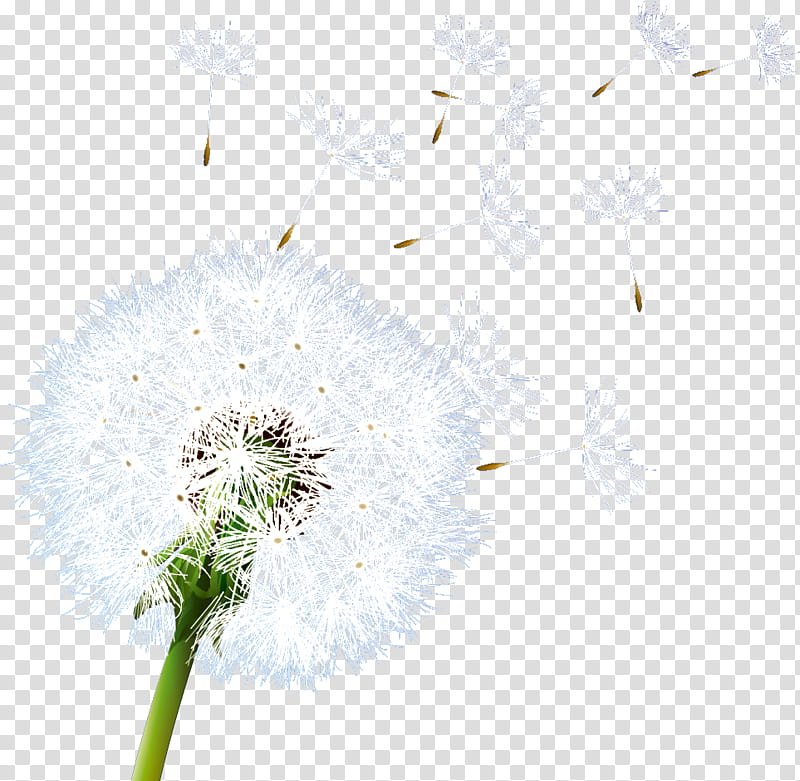 Dandelion, Closeup, Petal, Pollen, Computer, Spring Framework, Motion In Two Dimensions, Science transparent background PNG clipart