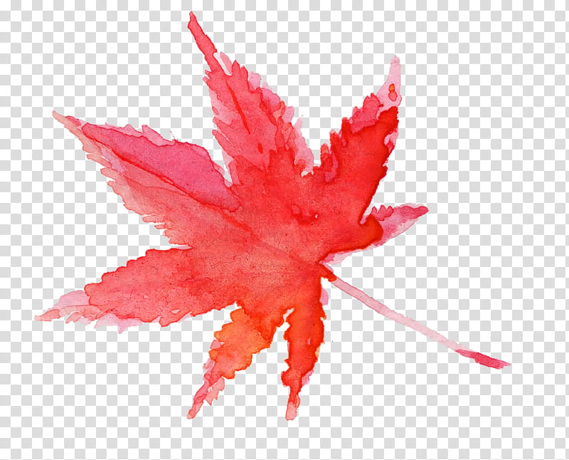 Maple leaf, Watercolor Leaf, Red, Tree, Plant, Pink, Woody Plant, Soapberry Family transparent background PNG clipart