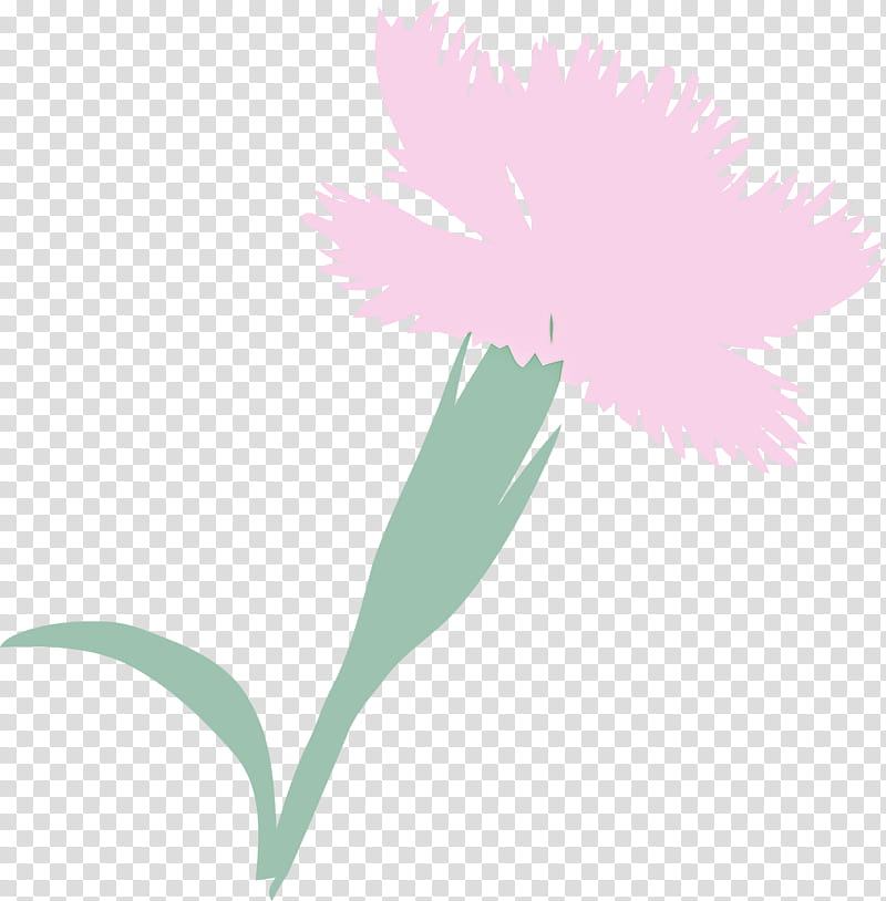 Feather, Pink, Flower, Plant, Leaf, Pink Family, Dianthus, Pedicel transparent background PNG clipart