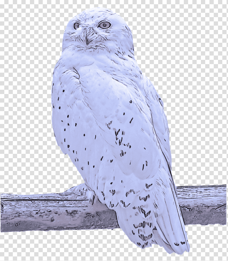 Feather, white owl on brown wooden stick, Falcon, Birds, Beak, Hawk, Parakeet, Bird Of Prey transparent background PNG clipart