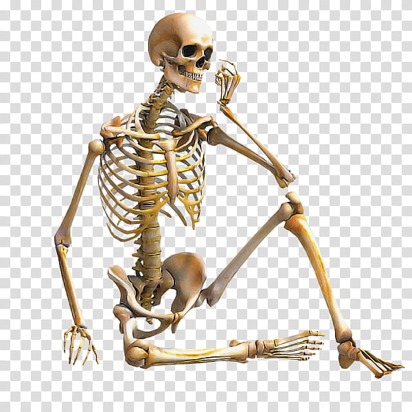 Human body skeleton appendicular skeleton axial skeleton joint, Muscle, Bone Tissue, Sternum ...