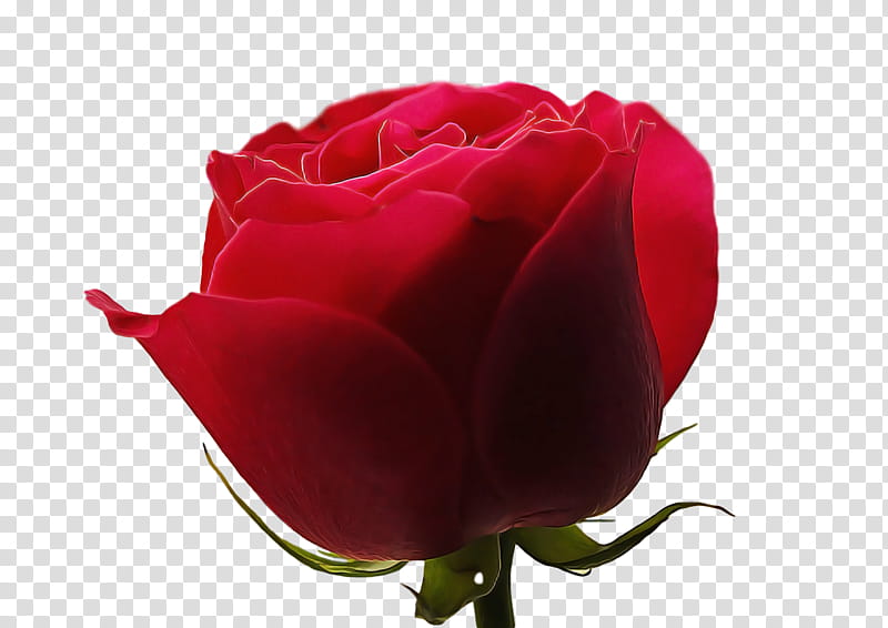 Garden roses, Cabbage Rose, Floribunda, China Rose, Flower, Floristry, Plant Stem, Flower Bouquet transparent background PNG clipart