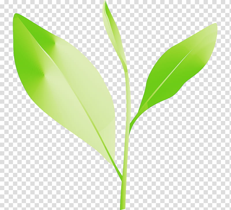 tea leaves leaf spring, Spring
, Flower, Plant, Plant Stem transparent background PNG clipart