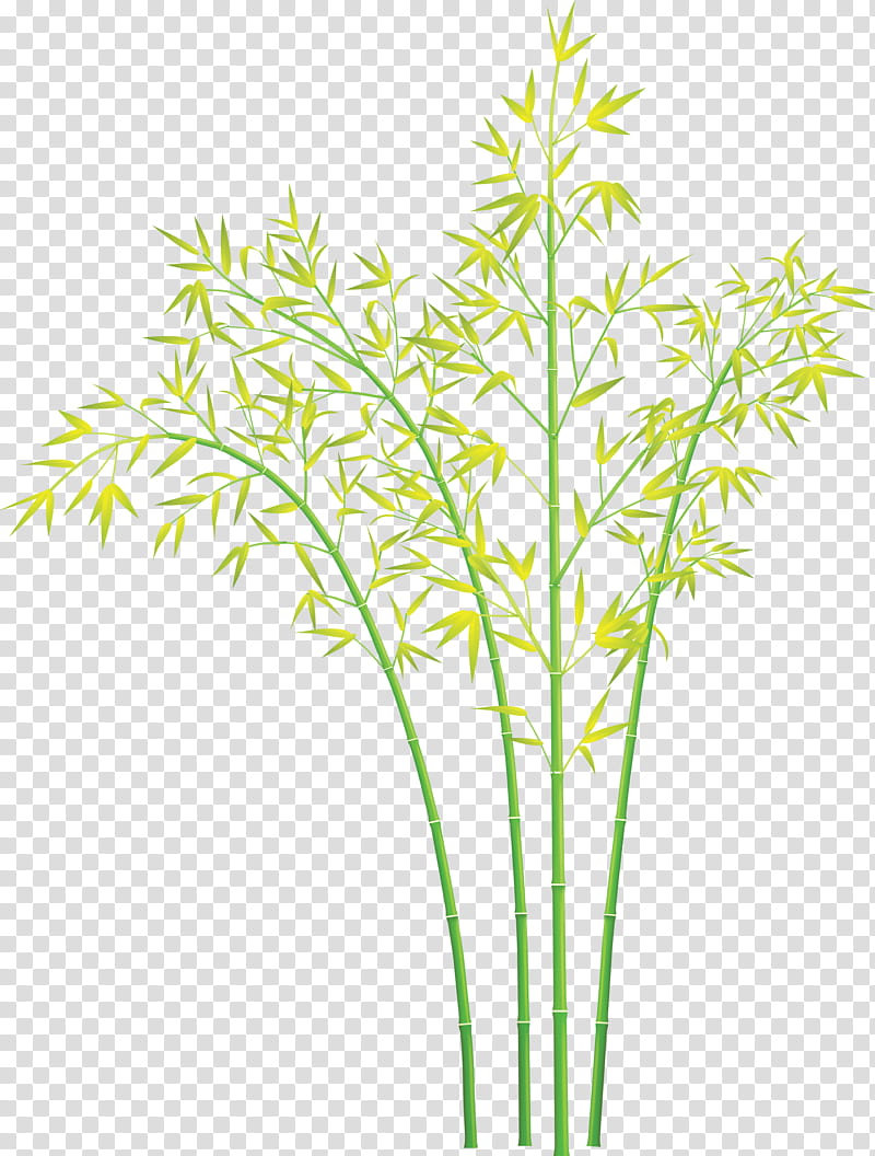 bamboo leaf, Plant, Plant Stem, Grass, Flower, Grass Family, Tree transparent background PNG clipart