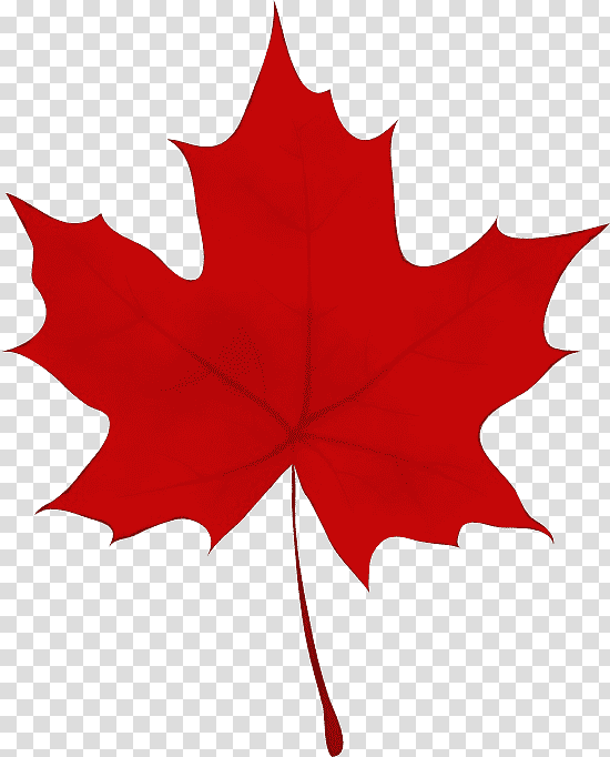 leaf maple leaf / m maple symmetry tree, Watercolor, Paint, Wet Ink, Maple Leaf M, Flower, Plant transparent background PNG clipart