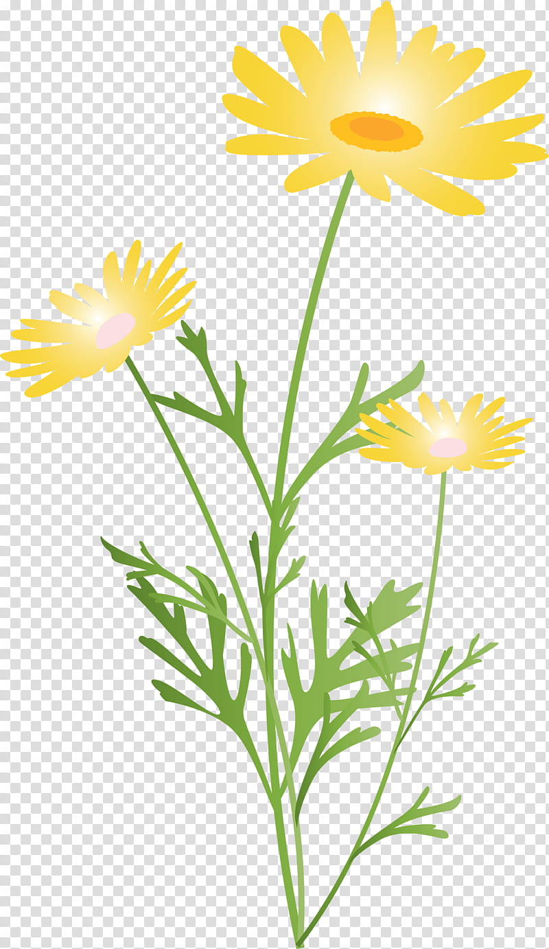 marguerite flower spring flower, Yellow, Chamomile, Mayweed, Plant, Marguerite Daisy, Euryops Pectinatus, Oxeye Daisy transparent background PNG clipart