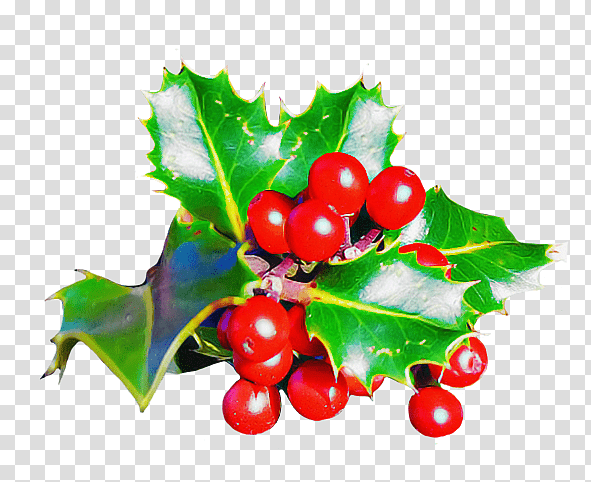 Holly, Zante Currant, Aquifoliales, Leaf, Natural Foods, Stxea Nr Eur, Fruit transparent background PNG clipart