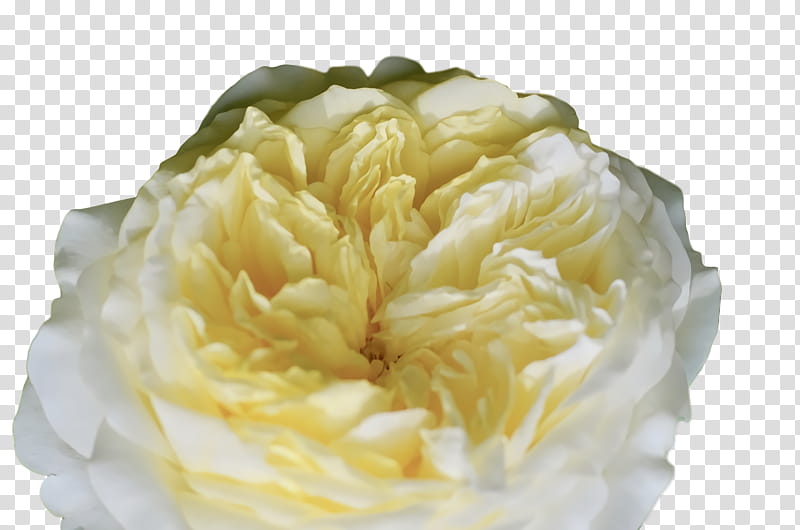 Rose, Cabbage Rose, Peony M, Yellow, Petal transparent background PNG clipart