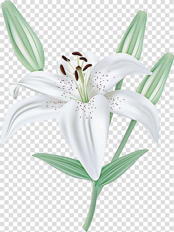 flower lily plant petal stargazer lily, Cut Flowers, Lily Family, Tiger Lily, Crinum, Peruvian Lily, Amaryllis Belladonna, Hippeastrum transparent background PNG clipart