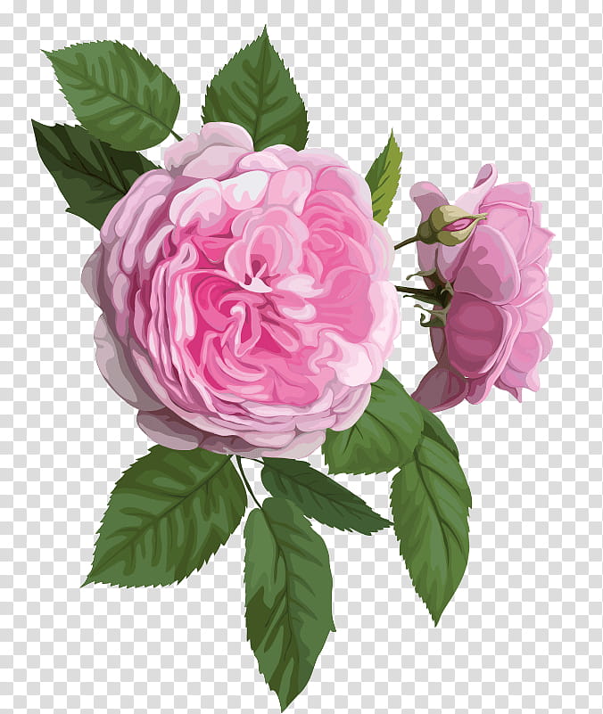 Garden roses, Flower, Pink, Plant, Petal, Rose Family, Rosa Gallica, Floribunda transparent background PNG clipart