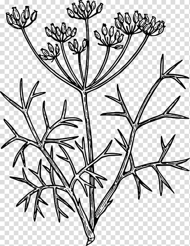 plant flower plant stem pedicel heracleum (plant), Heracleum Plant, Parsley Family, Anthriscus, Cow Parsley, Herbaceous Plant, Wildflower, Perennial Plant transparent background PNG clipart