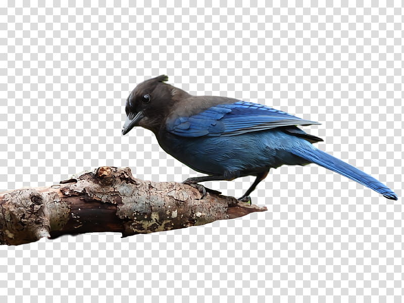 Feather, Blue Jay, Cobalt Blue, Beak, Crow transparent background PNG clipart