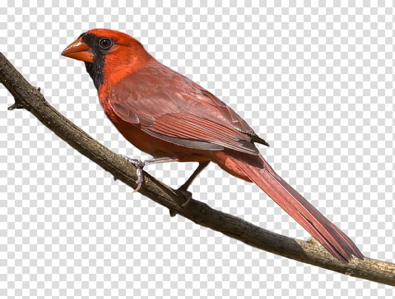 Feather, House Finch, American Sparrows, Cardinal, Finches, Beak transparent background PNG clipart