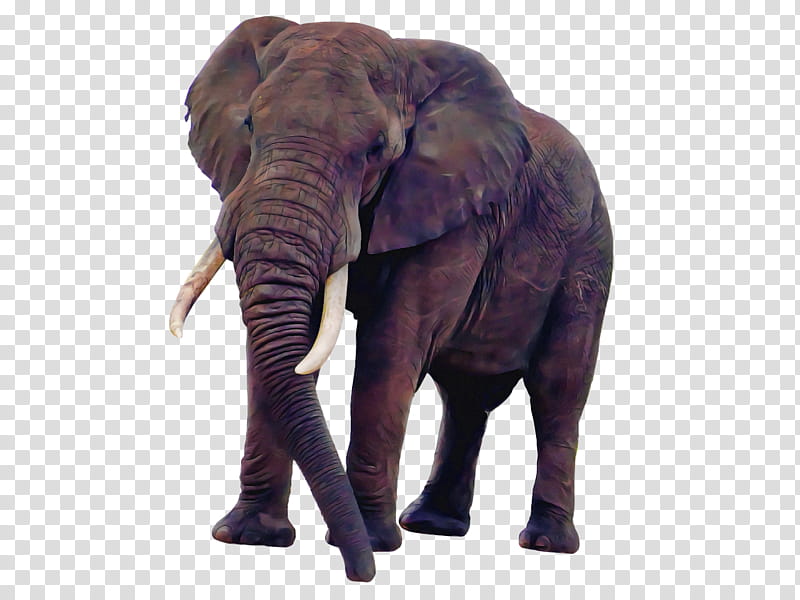 Indian elephant, African Bush Elephant, Cartoon, Proboscideans, Tusk, Line Art, African Elephants transparent background PNG clipart