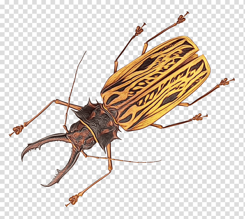 cockroach insects brown-banded cockroach pest stx eu.tm energy nr dl, Christ The King, St Andrews Day, St Nicholas Day, Watch Night, Thaipusam, Tu Bishvat transparent background PNG clipart