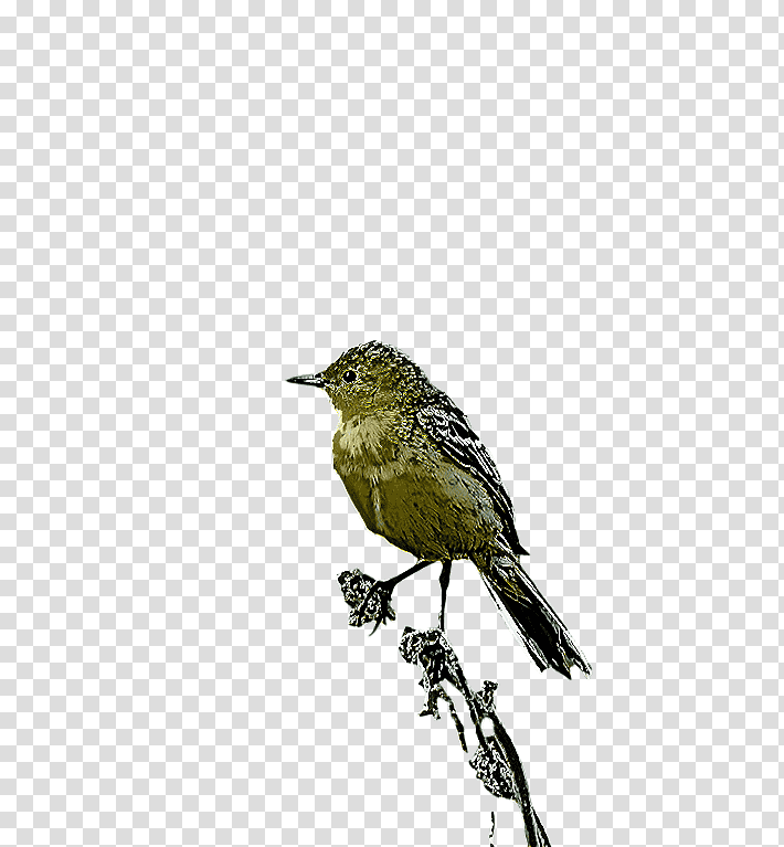 Feather, Finches, Old World Flycatchers, Birds, Beak, Twig, Passerine transparent background PNG clipart