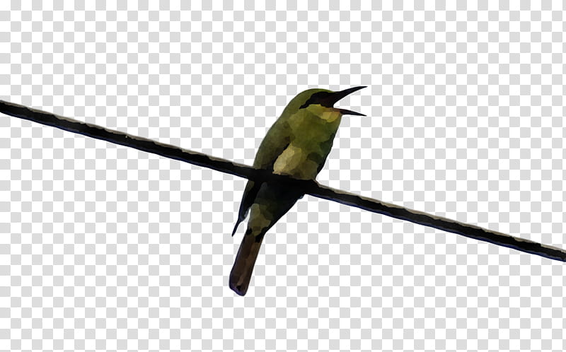 Feather, Hummingbirds, Green Beeeater, European Beeeater, Passerine, Beak, Wildlife, Flight transparent background PNG clipart