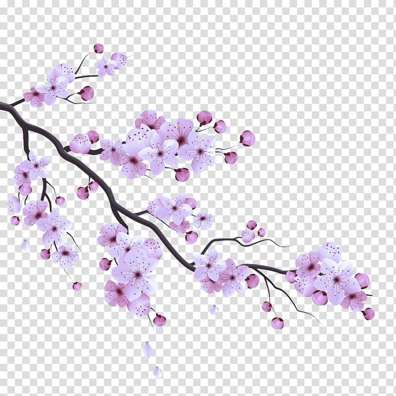Cherry blossom, Flower, Purple, Branch, Violet, Lilac, Plant, Tree transparent background PNG clipart