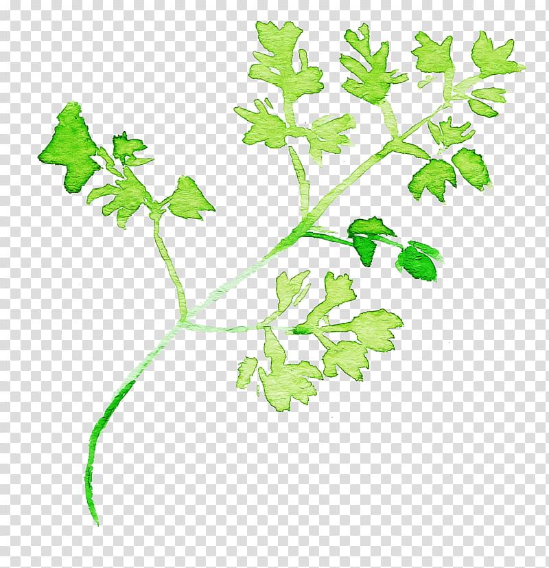 Parsley, Watercolor Chervil, Flower, Plant, Leaf, Plant Stem, Leaf Vegetable, Herb transparent background PNG clipart