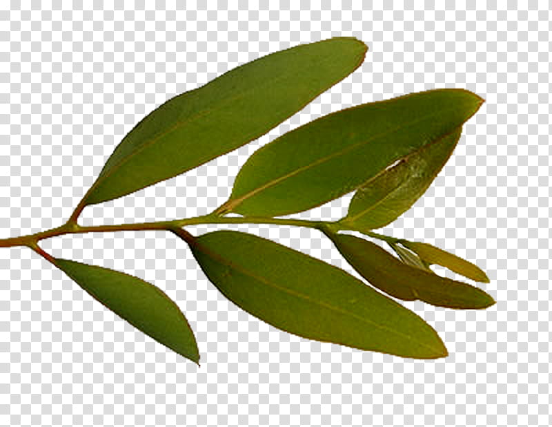 leaf plant flower tree woody plant, Bay Leaf, Coca, Eucalyptus, Laurel Family transparent background PNG clipart