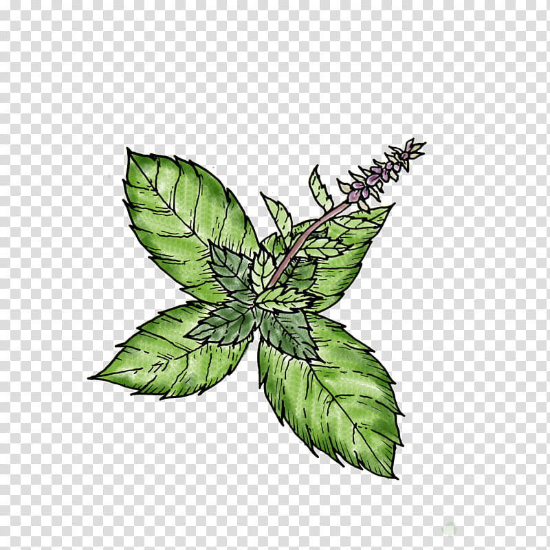 leaf plant flower hemp family herb, Mint, Peppermint, Nettle Family transparent background PNG clipart