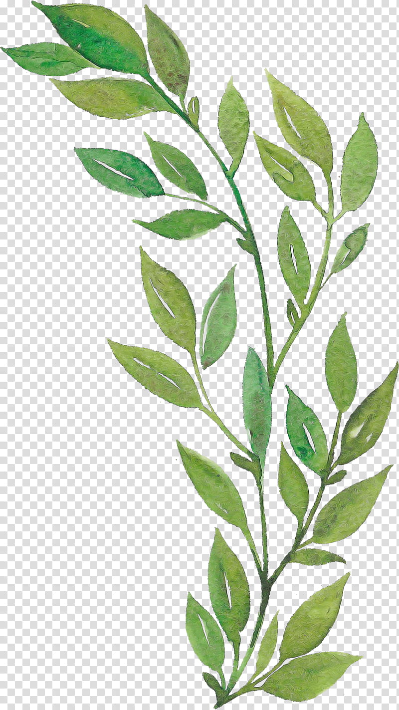 leaf twig plant stem cartoon logo, Silhouette, Black And White
, Calle Margaritas Manzana, Restaurant, Plants transparent background PNG clipart