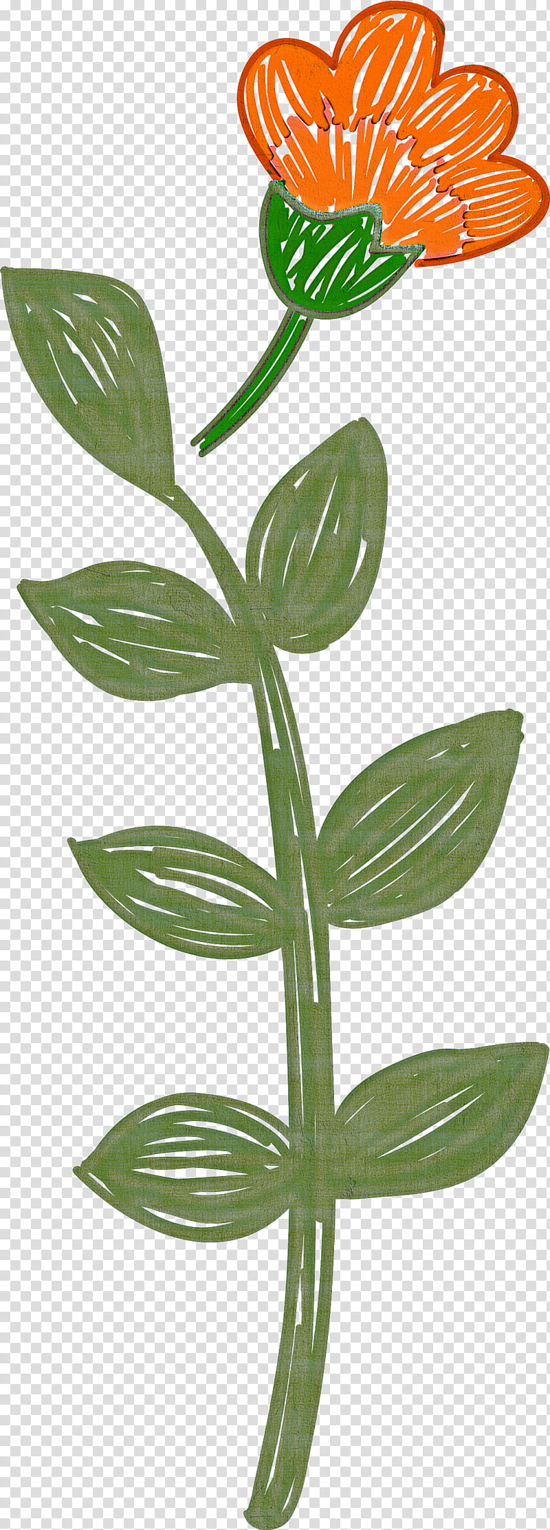 Mexico elements, Flower, Plant Stem, Petal, Leaf, Tulip, Cut Flowers, Peduncle transparent background PNG clipart