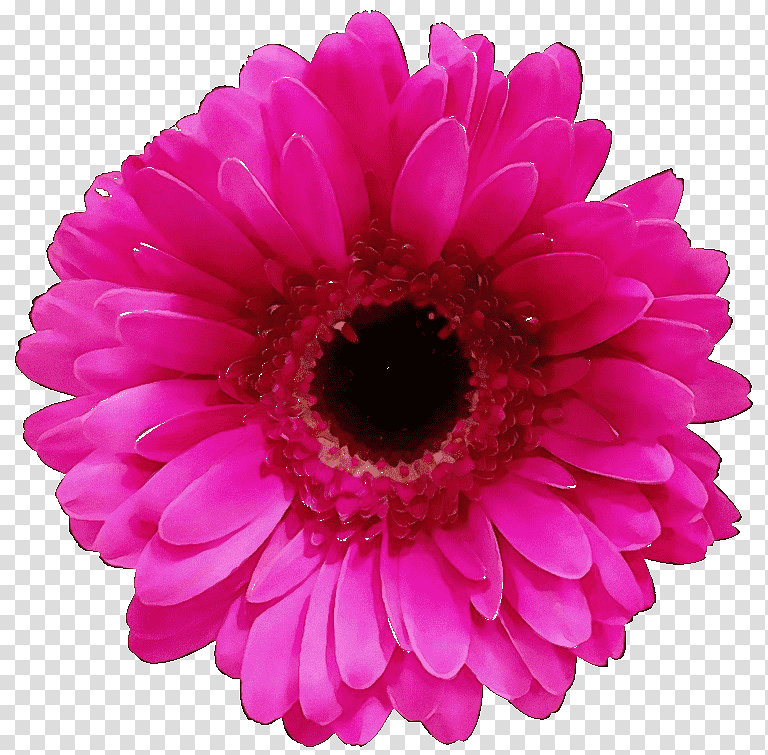 Flower bouquet, Watercolor, Paint, Wet Ink, Transvaal Daisy, Cut Flowers, Cheaper By The Dozen transparent background PNG clipart