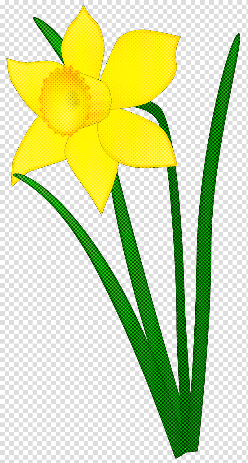 Floral design, green and yellow ribbon illustration, Daffodil, Flower, Amaryllis, Petal, Plant Stem, Amaryllidaceae transparent background PNG clipart