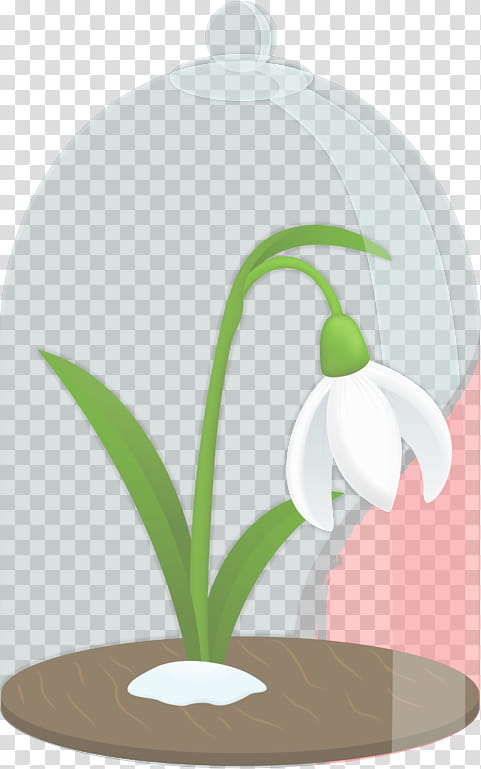 snowdrop flowerpot plant flower houseplant, Leaf, Galanthus, Grass, Amaryllis Family transparent background PNG clipart