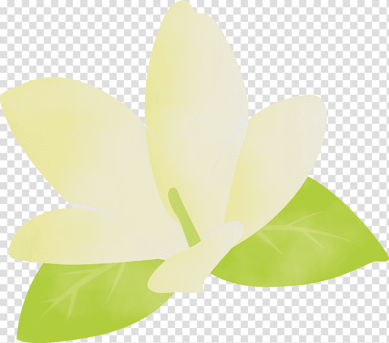 leaf petal green flower science, Jasmine, Jasmine Flower, Watercolor, Paint, Wet Ink, Biology transparent background PNG clipart