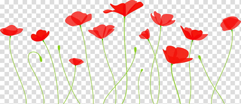 poppy flower, Red, Petal, Coquelicot, Plant, Plant Stem, Corn Poppy, Poppy Family transparent background PNG clipart