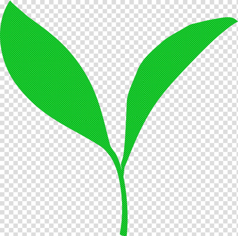 tea leaves leaf spring, Spring
, Green, Plant, Flower, Plant Stem, Grass, Logo transparent background PNG clipart